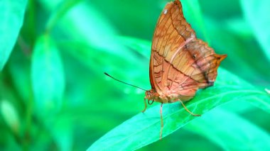 Bahçe bahçesinde Tayland kelebeği yaz çiçeği ve kelebek çiçeği kelebeği