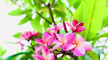 Pembe Plumeria çiçeklerinin açık mavi gökyüzünde açtığı yakın çekim videosu. Tropikal frangipani çiçekleri gün ışığında yavaşça salınır, taze bahar güzelliğini ve açık havayı yakalar.