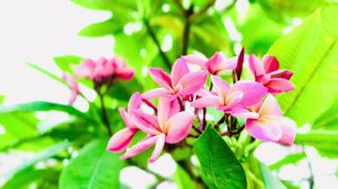 Pembe Plumeria çiçeklerinin açık mavi gökyüzünde açtığı yakın çekim videosu. Tropikal frangipani çiçekleri gün ışığında yavaşça salınır, taze bahar güzelliğini ve açık havayı yakalar.