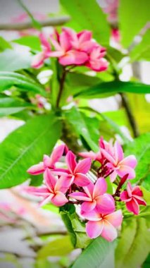 Pembe Plumeria çiçeklerinin açık mavi gökyüzünde açtığı yakın çekim videosu. Tropikal frangipani çiçekleri gün ışığında yavaşça salınır, taze bahar güzelliğini ve açık havayı yakalar.