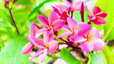 Pembe Plumeria çiçeklerinin açık mavi gökyüzünde açtığı yakın çekim videosu. Tropikal frangipani çiçekleri gün ışığında yavaşça salınır, taze bahar güzelliğini ve açık havayı yakalar.