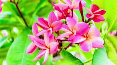 Pembe Plumeria çiçeklerinin açık mavi gökyüzünde açtığı yakın çekim videosu. Tropikal frangipani çiçekleri gün ışığında yavaşça salınır, taze bahar güzelliğini ve açık havayı yakalar.