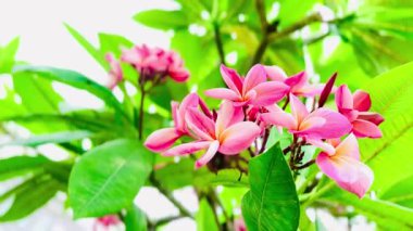 Pembe Plumeria çiçeklerinin açık mavi gökyüzünde açtığı yakın çekim videosu. Tropikal frangipani çiçekleri gün ışığında yavaşça salınır, taze bahar güzelliğini ve açık havayı yakalar.