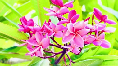 Pembe Plumeria çiçeklerinin açık mavi gökyüzünde açtığı yakın çekim videosu. Tropikal frangipani çiçekleri gün ışığında yavaşça salınır, taze bahar güzelliğini ve açık havayı yakalar.