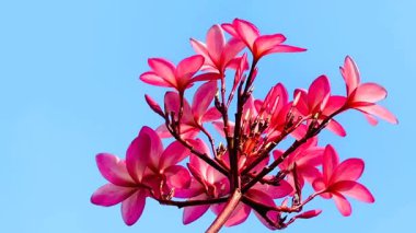 Pembe Plumeria çiçeklerinin açık mavi gökyüzünde açtığı yakın çekim videosu. Tropikal frangipani çiçekleri gün ışığında yavaşça salınır, taze bahar güzelliğini ve açık havayı yakalar.