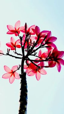 Pembe Plumeria çiçeklerinin açık mavi gökyüzünde açtığı yakın çekim videosu. Tropikal frangipani çiçekleri gün ışığında yavaşça salınır, taze bahar güzelliğini ve açık havayı yakalar.