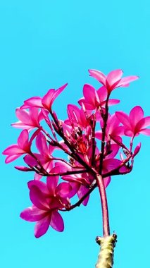Pembe Plumeria çiçeklerinin açık mavi gökyüzünde açtığı yakın çekim videosu. Tropikal frangipani çiçekleri gün ışığında yavaşça salınır, taze bahar güzelliğini ve açık havayı yakalar.