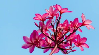Pembe Plumeria çiçeklerinin açık mavi gökyüzünde açtığı yakın çekim videosu. Tropikal frangipani çiçekleri gün ışığında yavaşça salınır, taze bahar güzelliğini ve açık havayı yakalar.