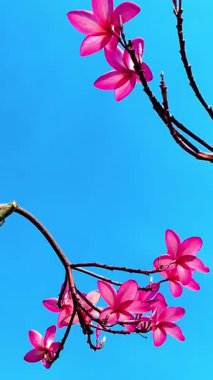 Pembe Plumeria çiçeklerinin açık mavi gökyüzünde açtığı yakın çekim videosu. Tropikal frangipani çiçekleri gün ışığında yavaşça salınır, taze bahar güzelliğini ve açık havayı yakalar.