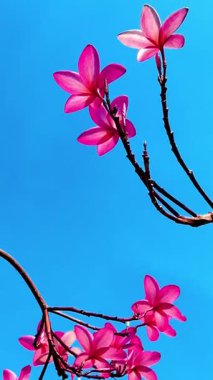 Pembe Plumeria çiçeklerinin açık mavi gökyüzünde açtığı yakın çekim videosu. Tropikal frangipani çiçekleri gün ışığında yavaşça salınır, taze bahar güzelliğini ve açık havayı yakalar.