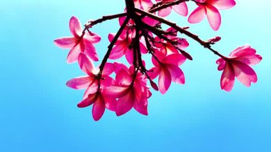Pembe Plumeria çiçeklerinin açık mavi gökyüzünde açtığı yakın çekim videosu. Tropikal frangipani çiçekleri gün ışığında yavaşça salınır, taze bahar güzelliğini ve açık havayı yakalar.