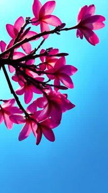 Pembe Plumeria çiçeklerinin açık mavi gökyüzünde açtığı yakın çekim videosu. Tropikal frangipani çiçekleri gün ışığında yavaşça salınır, taze bahar güzelliğini ve açık havayı yakalar.