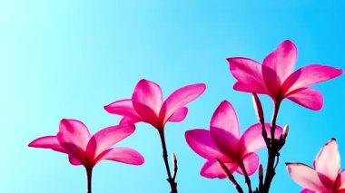 Pembe Plumeria çiçeklerinin açık mavi gökyüzünde açtığı yakın çekim videosu. Tropikal frangipani çiçekleri gün ışığında yavaşça salınır, taze bahar güzelliğini ve açık havayı yakalar.