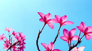 Pembe Plumeria çiçeklerinin açık mavi gökyüzünde açtığı yakın çekim videosu. Tropikal frangipani çiçekleri gün ışığında yavaşça salınır, taze bahar güzelliğini ve açık havayı yakalar.
