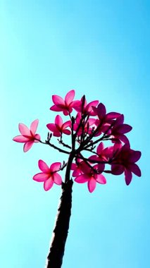 Pembe Plumeria çiçeklerinin açık mavi gökyüzünde açtığı yakın çekim videosu. Tropikal frangipani çiçekleri gün ışığında yavaşça salınır, taze bahar güzelliğini ve açık havayı yakalar.