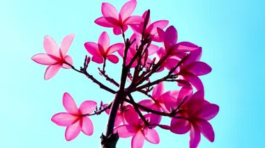 Pembe Plumeria çiçeklerinin açık mavi gökyüzünde açtığı yakın çekim videosu. Tropikal frangipani çiçekleri gün ışığında yavaşça salınır, taze bahar güzelliğini ve açık havayı yakalar.