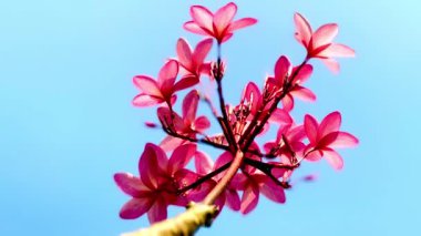 Pembe Plumeria çiçeklerinin açık mavi gökyüzünde açtığı yakın çekim videosu. Tropikal frangipani çiçekleri gün ışığında yavaşça salınır, taze bahar güzelliğini ve açık havayı yakalar.