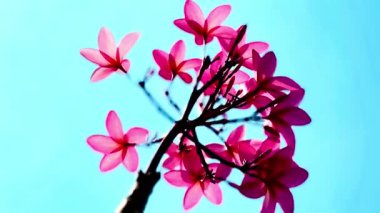 Pembe Plumeria çiçeklerinin açık mavi gökyüzünde açtığı yakın çekim videosu. Tropikal frangipani çiçekleri gün ışığında yavaşça salınır, taze bahar güzelliğini ve açık havayı yakalar.