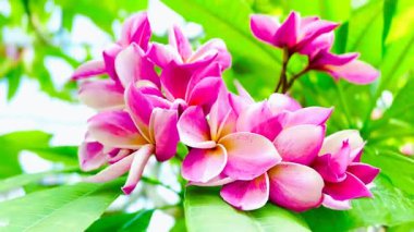 Pembe Plumeria çiçeklerinin açık mavi gökyüzünde açtığı yakın çekim videosu. Tropikal frangipani çiçekleri gün ışığında yavaşça salınır, taze bahar güzelliğini ve açık havayı yakalar.