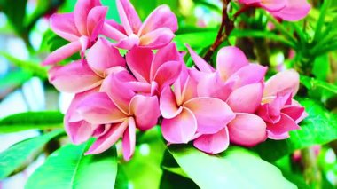 Pembe Plumeria çiçeklerinin açık mavi gökyüzünde açtığı yakın çekim videosu. Tropikal frangipani çiçekleri gün ışığında yavaşça salınır, taze bahar güzelliğini ve açık havayı yakalar.