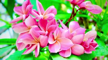 Pembe Plumeria çiçeklerinin açık mavi gökyüzünde açtığı yakın çekim videosu. Tropikal frangipani çiçekleri gün ışığında yavaşça salınır, taze bahar güzelliğini ve açık havayı yakalar.