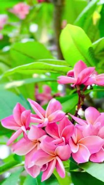 Pembe Plumeria çiçeklerinin açık mavi gökyüzünde açtığı yakın çekim videosu. Tropikal frangipani çiçekleri gün ışığında yavaşça salınır, taze bahar güzelliğini ve açık havayı yakalar.