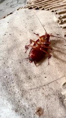 Karton döküntünün yanında tozlu bir zeminde sırtüstü yatan ölü kahverengi bir hamamböceğinin yakın çekimi. Detaylı makro görünüm, kapalı bir böcek kontrol bağlamında bacakları, antenleri ve dokuyu vurgular.