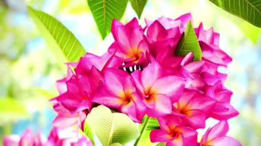 Pembe Plumeria çiçeklerinin açık mavi gökyüzünde açtığı yakın çekim videosu. Tropikal frangipani çiçekleri gün ışığında usulca salınır, taze bahar güzelliğini ve açık hava ATM 'sini yakalar.