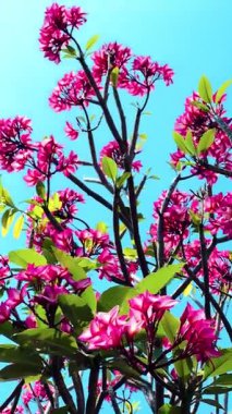 Pembe Plumeria çiçeklerinin açık mavi gökyüzünde açtığı yakın çekim videosu. Tropikal frangipani çiçekleri gün ışığında yavaşça salınır, taze bahar güzelliğini ve açık havayı yakalar.