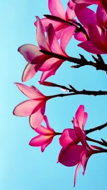 Pembe Plumeria çiçeklerinin açık mavi gökyüzünde açtığı yakın çekim videosu. Tropikal frangipani çiçekleri gün ışığında yavaşça salınır, taze bahar güzelliğini ve açık havayı yakalar.