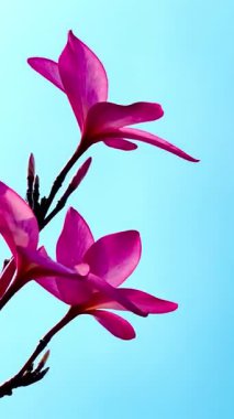 Pembe Plumeria çiçeklerinin açık mavi gökyüzünde açtığı yakın çekim videosu. Tropikal frangipani çiçekleri gün ışığında yavaşça salınır, taze bahar güzelliğini ve açık havayı yakalar.