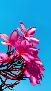 Pembe Plumeria çiçeklerinin açık mavi gökyüzünde açtığı yakın çekim videosu. Tropikal frangipani çiçekleri gün ışığında yavaşça salınır, taze bahar güzelliğini ve açık havayı yakalar.