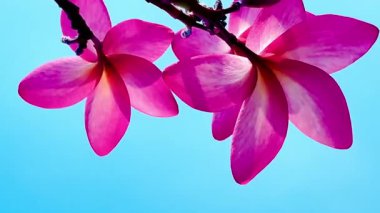 Pembe Plumeria çiçeklerinin açık mavi gökyüzünde açtığı yakın çekim videosu. Tropikal frangipani çiçekleri gün ışığında yavaşça salınır, taze bahar güzelliğini ve açık havayı yakalar.