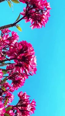 Pembe Plumeria çiçeklerinin açık mavi gökyüzünde açtığı yakın çekim videosu. Tropikal frangipani çiçekleri gün ışığında yavaşça salınır, taze bahar güzelliğini ve açık havayı yakalar.