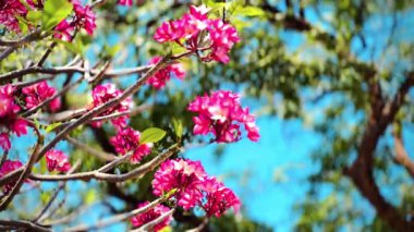Pembe Plumeria çiçeklerinin açık mavi gökyüzünde açtığı yakın çekim videosu. Tropikal frangipani çiçekleri gün ışığında yavaşça salınır, taze bahar güzelliğini ve açık havayı yakalar.