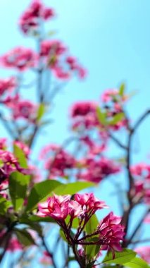 Pembe Plumeria çiçeklerinin açık mavi gökyüzünde açtığı yakın çekim videosu. Tropikal frangipani çiçekleri gün ışığında yavaşça salınır, taze bahar güzelliğini ve açık havayı yakalar.