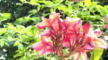 Pembe Plumeria çiçeklerinin açık mavi gökyüzünde açtığı yakın çekim videosu. Tropikal frangipani çiçekleri gün ışığında yavaşça salınır, taze bahar güzelliğini ve açık havayı yakalar.