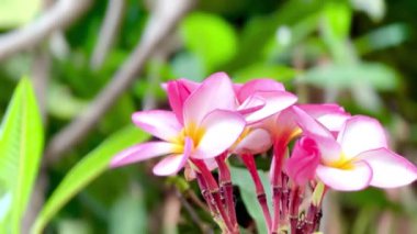 Pembe Plumeria çiçeklerinin açık mavi gökyüzünde açtığı yakın çekim videosu. Tropikal frangipani çiçekleri gün ışığında yavaşça salınır, taze bahar güzelliğini ve açık havayı yakalar.
