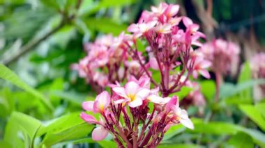 Pembe Plumeria çiçeklerinin açık mavi gökyüzünde açtığı yakın çekim videosu. Tropikal frangipani çiçekleri gün ışığında yavaşça salınır, taze bahar güzelliğini ve açık havayı yakalar.
