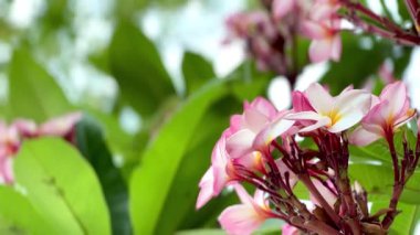 Pembe Plumeria çiçeklerinin açık mavi gökyüzünde açtığı yakın çekim videosu. Tropikal frangipani çiçekleri gün ışığında yavaşça salınır, taze bahar güzelliğini ve açık havayı yakalar.