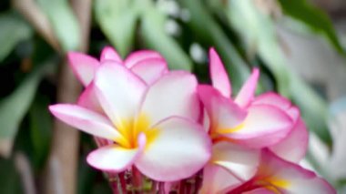 Pembe Plumeria çiçeklerinin açık mavi gökyüzünde açtığı yakın çekim videosu. Tropikal frangipani çiçekleri gün ışığında yavaşça salınır, taze bahar güzelliğini ve açık havayı yakalar.