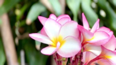 Pembe Plumeria çiçeklerinin açık mavi gökyüzünde açtığı yakın çekim videosu. Tropikal frangipani çiçekleri gün ışığında yavaşça salınır, taze bahar güzelliğini ve açık havayı yakalar.