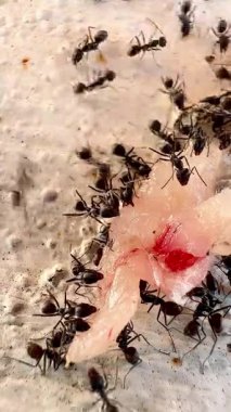 Siyah karıncaların çiğ balık etiyle kaynaşıp beslendiği makro video. Yakın plan, nemli et ve doğal leş yiyicilik davranışları, çürümeyi ve ekolojik bozulmayı gösteren böcek aktivitelerini ortaya çıkarıyor.