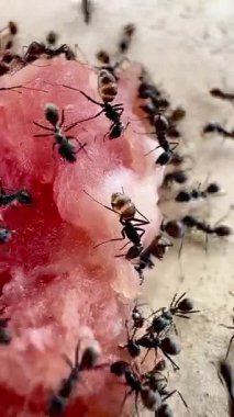 Siyah karıncaların çiğ balık etiyle kaynaşıp beslendiği makro video. Yakın plan, nemli et ve doğal leş yiyicilik davranışları, çürümeyi ve ekolojik bozulmayı gösteren böcek aktivitelerini ortaya çıkarıyor.