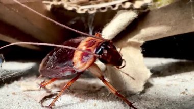 Ölü bir hamamböceğinin, tozlu, eski, eğri büğrü bir karton yüzey üzerinde yatarken çekilmiş makro görüntüsü, evdeki sıkça görülen bacaklarının, antenlerinin ve vücut dokusunun detaylarını gösteriyor ve hijyen ve haşere kontrolü hakkında sorular sorulmasına neden oluyor..