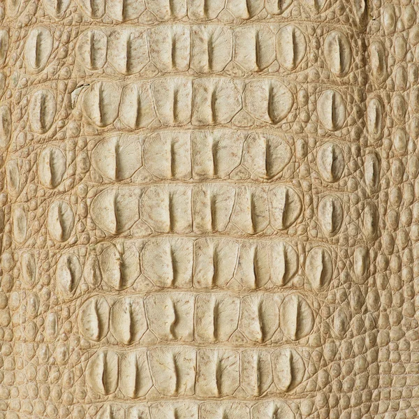 Textura da pele de crocodilo dourado — Fotografia de Stock