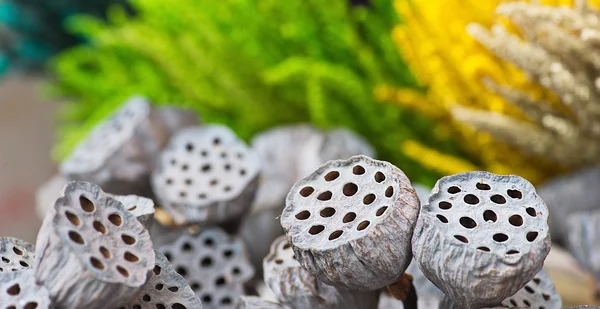 Kurutulmuş lotus bakla Gri Kırmızı Sarı Yeşil çiçekler doğa açık — Stok fotoğraf