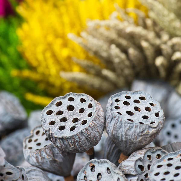Dried lotus pods gray red yellow green flowers nature outdoor — Stock Photo, Image