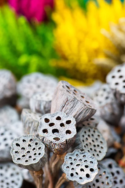 Dried lotus pods gray red yellow green flowers nature outdoor — Stock Photo, Image