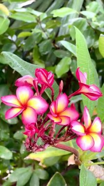 Pembe Plumeria çiçeklerinin açık mavi gökyüzünde açtığı yakın çekim videosu. Tropikal frangipani çiçekleri gün ışığında yavaşça salınır, taze bahar güzelliğini ve açık havayı yakalar.